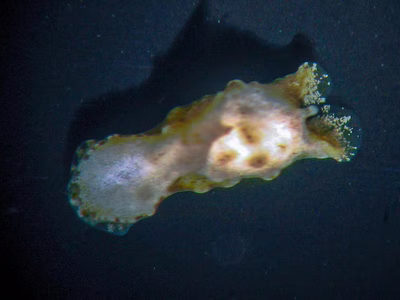 Niparaya sp. 8 - Niparaya sp. 8