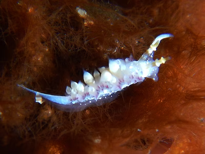 Cratena sp. 5 - Cratena sp. 5