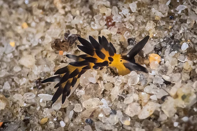 Placida kevinleei - Placida kevinleei