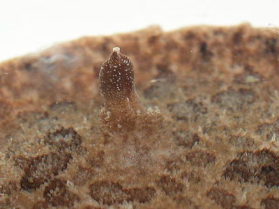 Sebadoris fragilis - Sebadoris fragilis