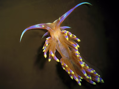 Godiva sp. 2 - Godiva sp. 2