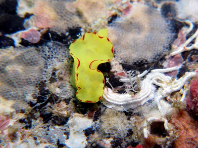 Diversidoris flava - Diversidoris flava