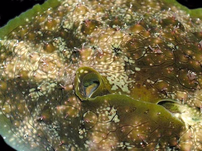 Dolabrifera brazieri - Dolabrifera brazieri