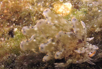 Cyerce bourbonica - Cyerce bourbonica