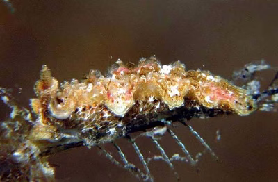 Lomanotus sp. 1 - Lomanotus sp. 1