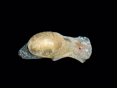 Haminoea sp. 1 - Haminoea sp. 1