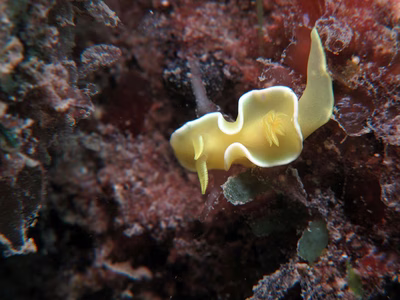 Diversidoris crocea - Diversidoris crocea