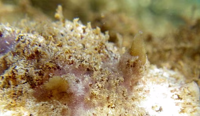 Asteronotus sp. 1 - Asteronotus sp. 1