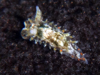 Okenia sp. 8 - Okenia sp. 8