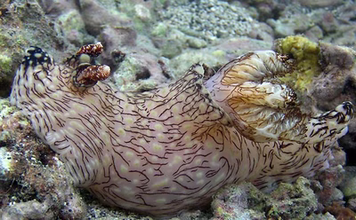 Jorunna rubescens - Jorunna rubescens