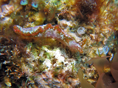 Elysia yaeyamana - Elysia yaeyamana