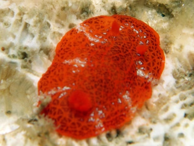 Sclerodoris sp. 7 - Sclerodoris sp. 7