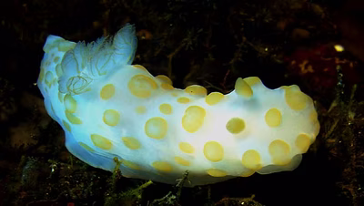 Gymnodoris impudica - Gymnodoris impudica