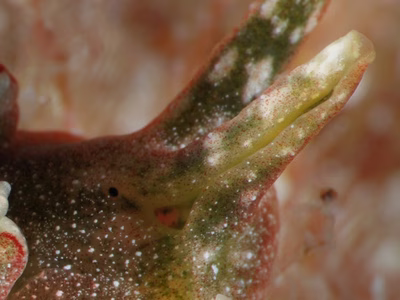 Elysia sp. 27 - Elysia sp. 27