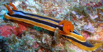Chromodoris hamiltoni - Chromodoris hamiltoni