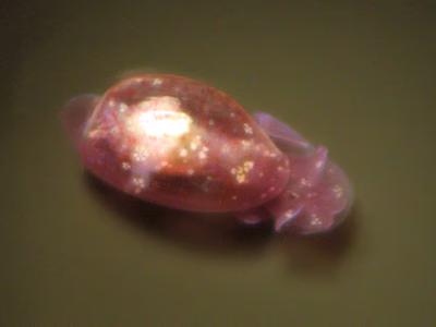 Haminoea sp. 5 - Haminoea sp. 5