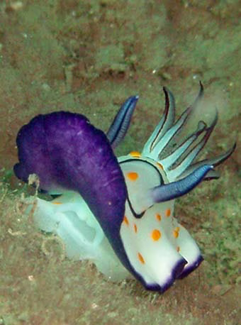 Goniobranchus annulatus - Goniobranchus annulatus