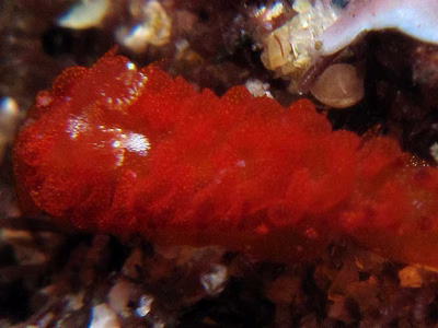 Madrella sanguinea - Madrella sanguinea