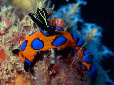 Tambja pulcherrima - Tambja pulcherrima