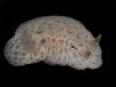 Atagema sp. 1 - Atagema sp. 1