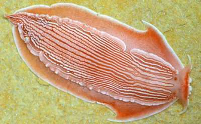 Dermatobranchus rubidus - Dermatobranchus rubidus