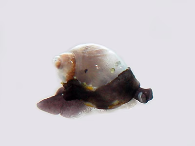 Colpodaspis thompsoni - Colpodaspis thompsoni