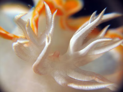 Ardeadoris sp. 1 - Ardeadoris sp. 1