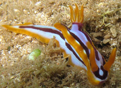 Hypselodoris regina - Hypselodoris regina