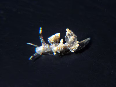 Eubranchus sp. 7 - Eubranchus sp. 7