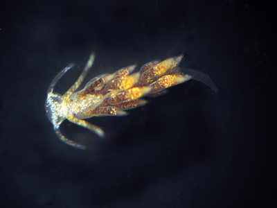 Tenellia sp. 28 - Tenellia sp. 28