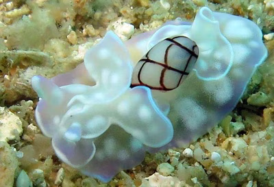 Micromelo undata - Micromelo undata