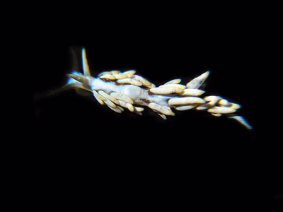 Tenellia sp. 10 - Tenellia sp. 10