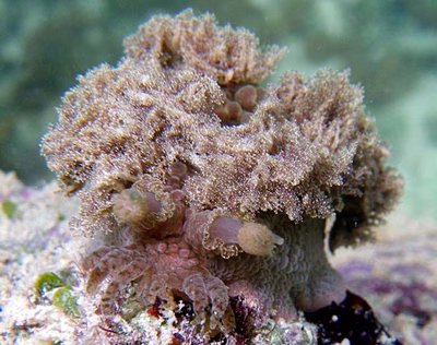 Marionia arborescens - Marionia arborescens