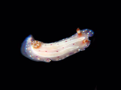 Mexichromis aurora - Mexichromis aurora