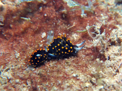 Stiliger aureomarginatus - Stiliger aureomarginatus