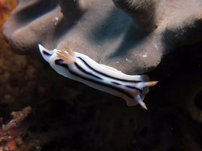 Chromodoris lochi - Chromodoris lochi