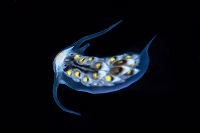 Cerberilla incola - Cerberilla incola