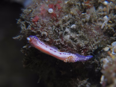 Thorunna sp. 4 - Thorunna sp. 4