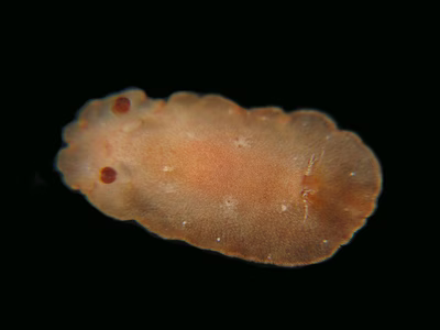 Geitodoris sp. 2 - Geitodoris sp. 2