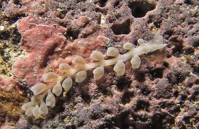 Embletonia gracilis - Embletonia gracilis