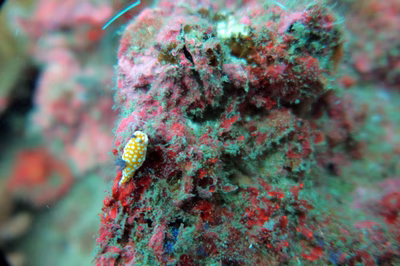 Goniobranchus vibratus - Goniobranchus vibratus