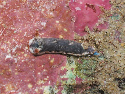 Chromodoris sp. 5 - Chromodoris sp. 5