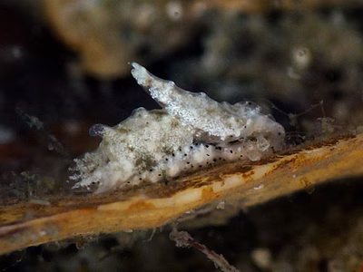 Niparaya sp. 2 - Niparaya sp. 2