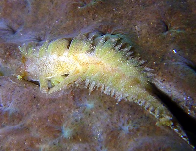 Baeolidia ransoni - Baeolidia ransoni