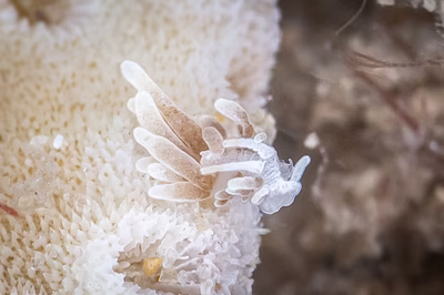 Tenellia sp. 54 - Tenellia sp. 54