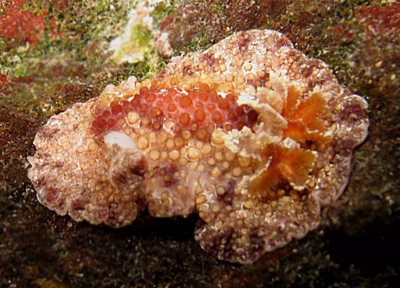 Carminodoris sp2 - Carminodoris sp2