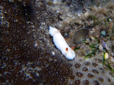 Verconia decussata - Verconia decussata