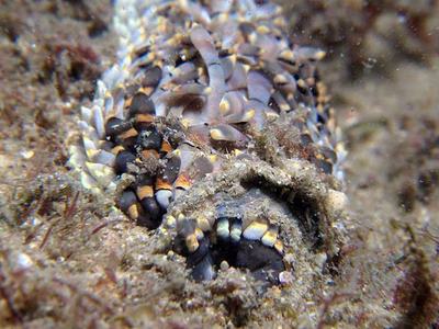 Cerberilla affinis - Cerberilla affinis