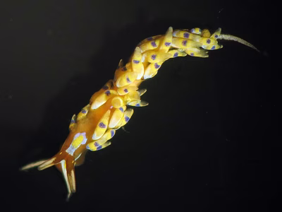 Tenellia sp. 34 - Tenellia sp. 34