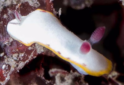 Goniobranchus rubrocornutus - Goniobranchus rubrocornutus